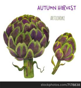 Artichoke watercolor green vegetables on a white background. Set of hand isolated illustrations. For postcards, invitations, restaurant menu decorations, print and design.