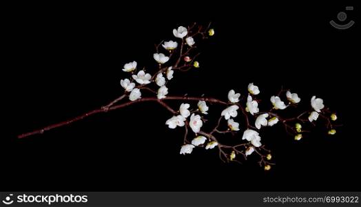 Artificial branch of cherry blossoms with white flowers, isolated on black background