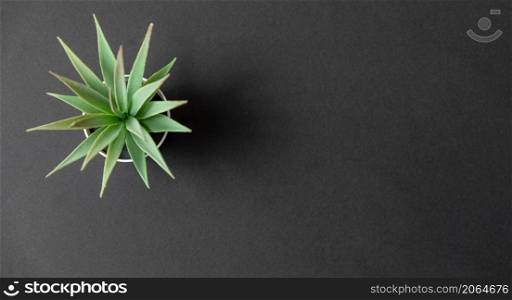 Artificial cactus plants or plastic or fake tree on dark stone background