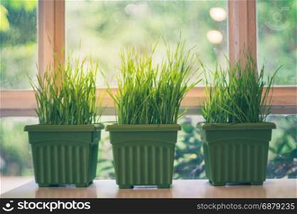 Artificial plant pots on windowsill, vintage style with selective focus point
