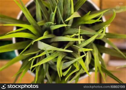 Artificial plastic plant leaves vase, stock photo