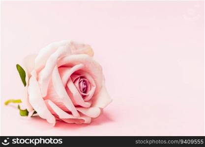 Artificial sweet pink rose with copy space on pink background for Valentine’s day and love concept