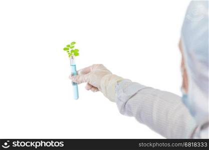 artificially grown plant in a test tube with blue liquid in hand isolated biologist