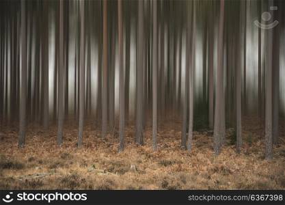 Artistic blur effect applied to pine tree forest Autumn landscape