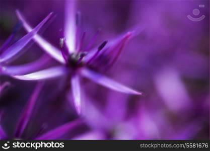 Artistic effect beautiful purple floral abstract