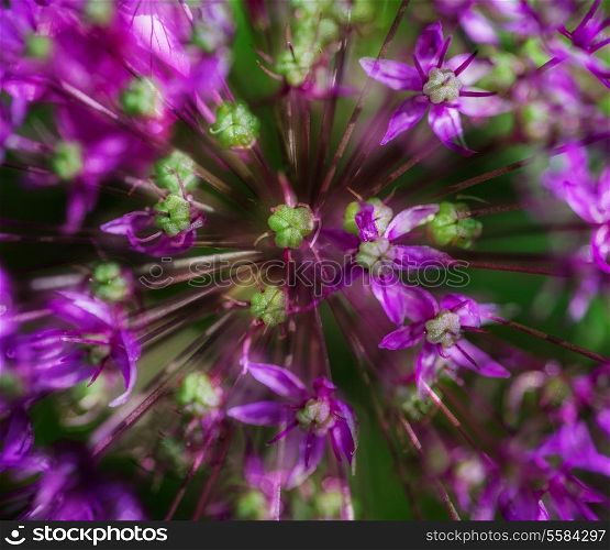 Artistic effect beautiful purple floral abstract