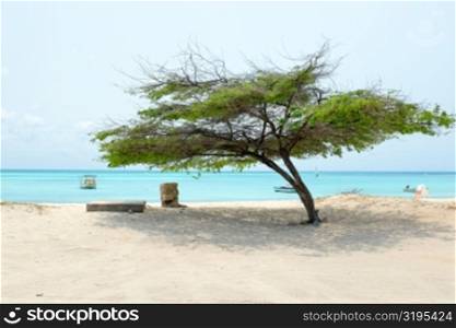 Aruba at Malmok beach in the Caribbean sea