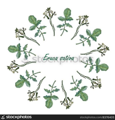 Arugula circle background Eruca sativa. Watercolor green leaf and flowers on white object isolated vegetarian food stock 