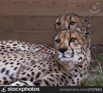 As intriguing visual duplicates, two cheetahs simultaneously turn their heads and gaze with interest