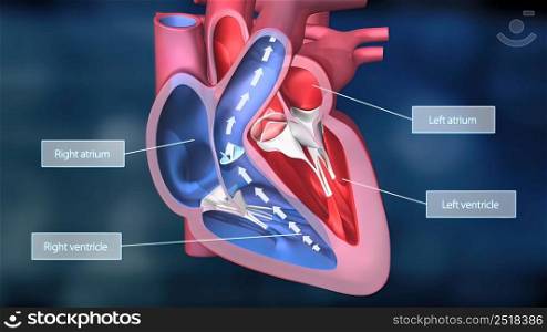 As the heart beats, it pumps blood through a system of blood vessels, called the circulatory system. The vessels are elastic, muscular tubes that carry blood to every part of the body. 3D illustration. Heartwork system. Pumps Blood Through The Human Body