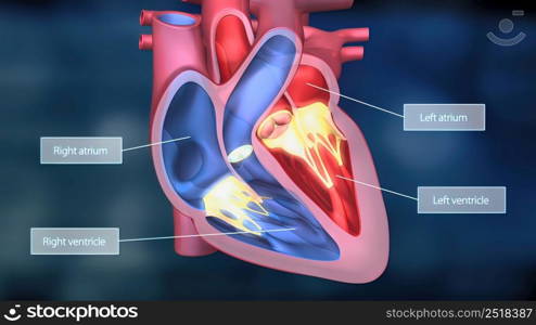 As the heart beats, it pumps blood through a system of blood vessels, called the circulatory system. The vessels are elastic, muscular tubes that carry blood to every part of the body. 3D illustration. Heartwork system. Pumps Blood Through The Human Body