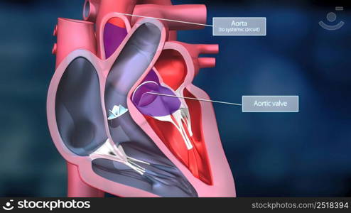 As the heart beats, it pumps blood through a system of blood vessels, called the circulatory system. The vessels are elastic, muscular tubes that carry blood to every part of the body. 3D illustration. Heartwork system. Pumps Blood Through The Human Body