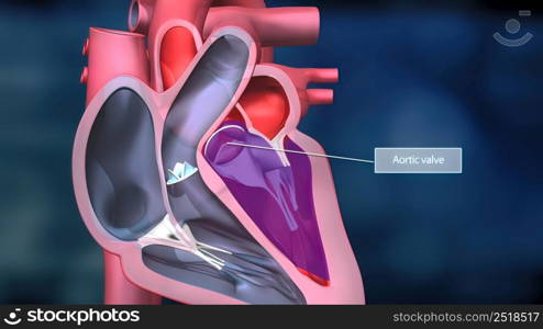 As the heart beats, it pumps blood through a system of blood vessels, called the circulatory system. The vessels are elastic, muscular tubes that carry blood to every part of the body. 3D illustration. Heartwork system. Pumps Blood Through The Human Body