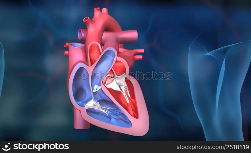 As the heart beats, it pumps blood through a system of blood vessels, called the circulatory system. The vessels are elastic, muscular tubes that carry blood to every part of the body. 3D illustration. Heartwork system. Pumps Blood Through The Human Body