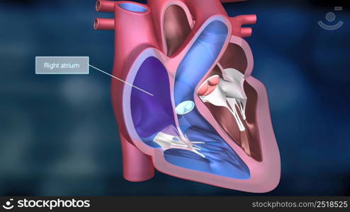 As the heart beats, it pumps blood through a system of blood vessels, called the circulatory system. The vessels are elastic, muscular tubes that carry blood to every part of the body. 3D illustration. Heartwork system. Pumps Blood Through The Human Body