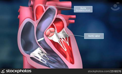 As the heart beats, it pumps blood through a system of blood vessels, called the circulatory system. The vessels are elastic, muscular tubes that carry blood to every part of the body. 3D illustration. Heartwork system. Pumps Blood Through The Human Body