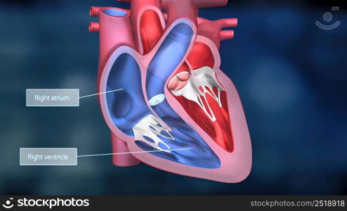 As the heart beats, it pumps blood through a system of blood vessels, called the circulatory system. The vessels are elastic, muscular tubes that carry blood to every part of the body. 3D illustration. Heartwork system. Pumps Blood Through The Human Body