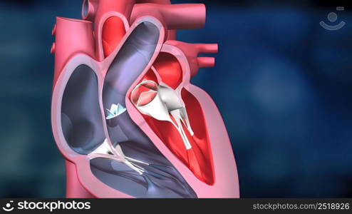 As the heart beats, it pumps blood through a system of blood vessels, called the circulatory system. The vessels are elastic, muscular tubes that carry blood to every part of the body. 3D illustration. Heartwork system. Pumps Blood Through The Human Body