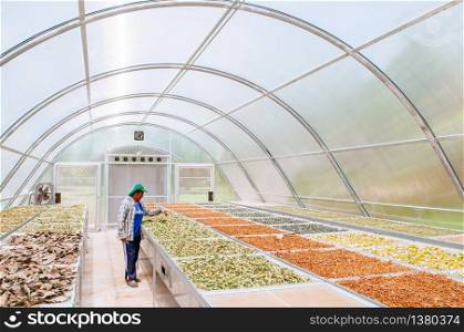 Asain woman worker and colourful herbs in Solar dryer greenhouse for drying food and herbs ingredient by sunlight heat.