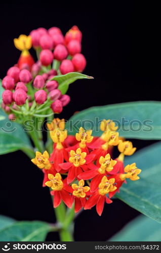 Asclepias Curassavica flower. Closeup beautiful and exotic flowers are yellow pollen red petal of Asclepias Curassavica common names Scarlet Milkweed, Blood Flower, Mexican Butterfly Weed and Wild Ipecacuanha