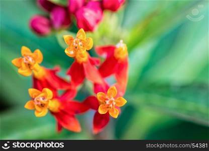Asclepias Curassavica flower. Closeup beautiful and exotic flowers are yellow pollen red petal of Asclepias Curassavica common names Scarlet Milkweed, Blood Flower, Mexican Butterfly Weed and Wild Ipecacuanha