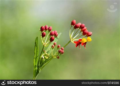Asclepias curassavica, tropical milkweed, Pune, Maharashtra, India