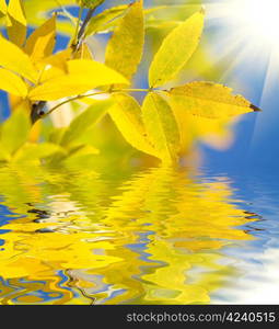 Ash autumn tree with water