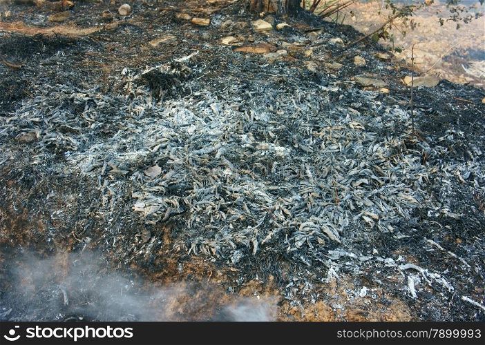Ash from burn dry grass in pine forest, with this careless make many forest fire, especial in hot season, branch of tree were cut, damage ecology cause change climate, unsafe for environment
