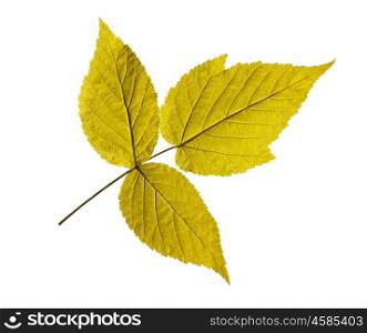 ash leaf isolated on white background. ash closeup leaf isolated on white background.