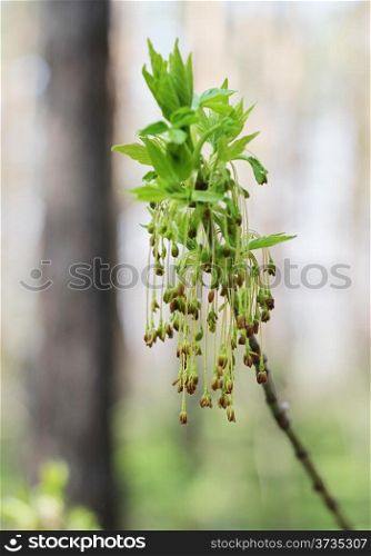 ash tree bud with leaves and flowers