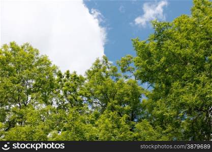 Ash tree crowns against the sky with white clouds