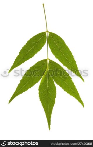 Ash tree leaf isolated on the white