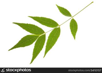 Ash tree leaf isolated on the white