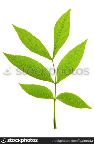 Ash tree leaf on isolated