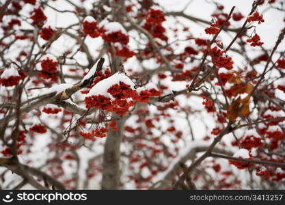 Ashberry under the snow, park in Novosibirsk, January 2007