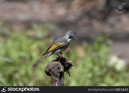 Ashy bulbul, Hemixos flavala, Sattal, Nainital, Uttarakhand, India