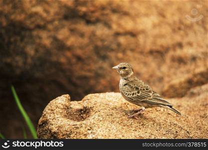 Ashy-crowned Sparrow-lark, Eremopterix griseus, Hampi, Karnataka, India. Ashy-crowned Sparrow-lark, Eremopterix griseus, Hampi, Karnataka, India.