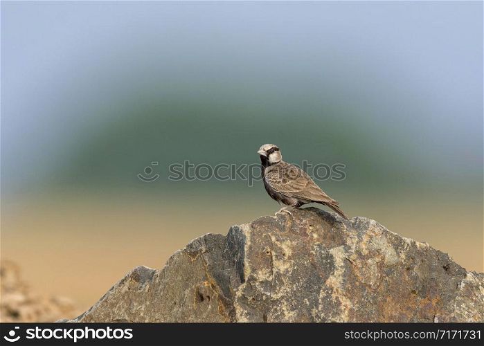 Ashy crowned Sparrow lark, Eremopterix griseus, Solapur, India