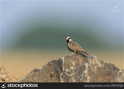 Ashy crowned Sparrow lark, Eremopterix griseus, Solapur, India