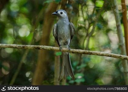Ashy Drongo bird perched on a branch (Dicrurus leucophaeus)