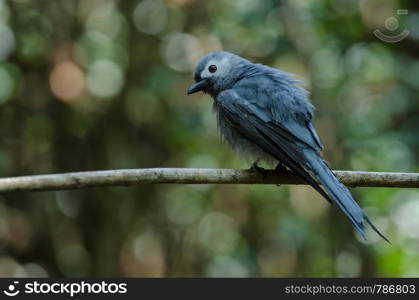 Ashy Drongo bird perched on a branch (Dicrurus leucophaeus)