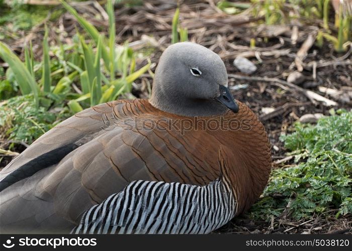 Ashy-headed goose resting at Slimbridge Bird Sanctuary