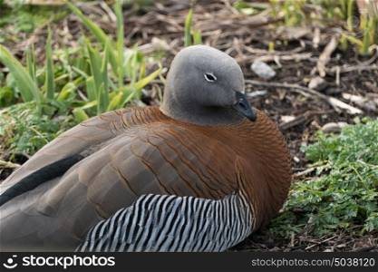 Ashy-headed goose resting at Slimbridge Bird Sanctuary