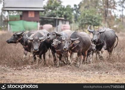 Asia buffalo thai in the countryside
