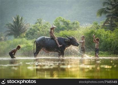 Asia children on river buffalo / The boys friend happy funny playing and shower animal buffalo water on river with palm tree tropical background in the countryside of living life kids farmer asian
