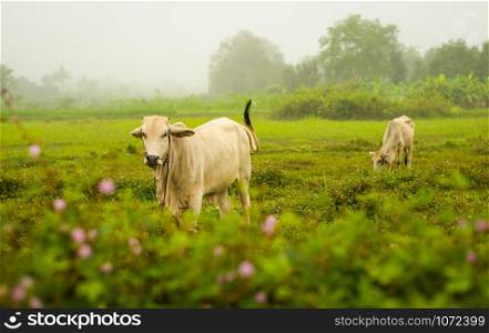 Asia cow grazing on green field / white cow eating on agriculture farm on countryside in the morning