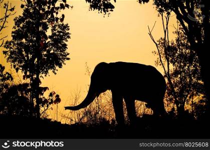 asia elephant in the forest at sunset