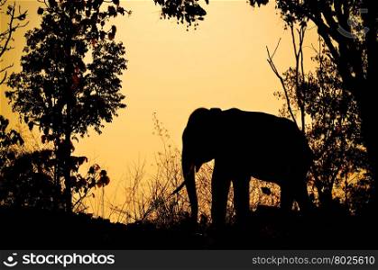 asia elephant in the forest at sunset