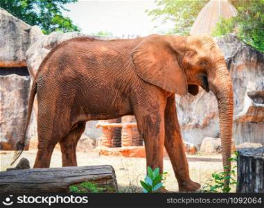 Asia elephant thailand / The big elephant with mud on skin live on farm in the wildlife sanctuary