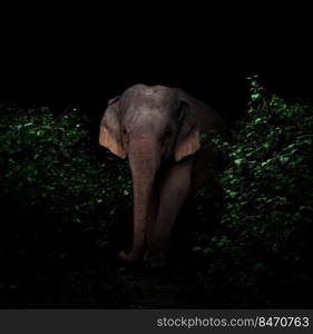 asia elephant walking in the dark tropical forest